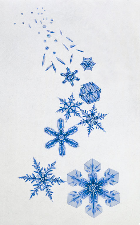 Bacteria and snowflakes.